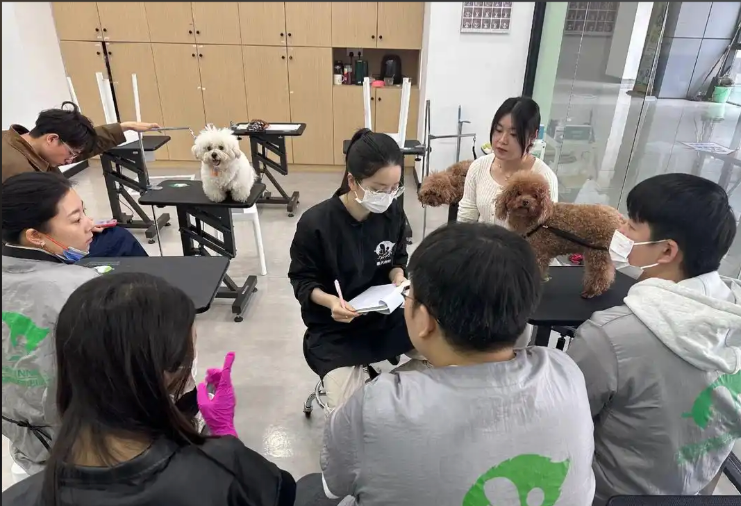 万宁市宠物剪毛宠物美容培训学校 - 价格